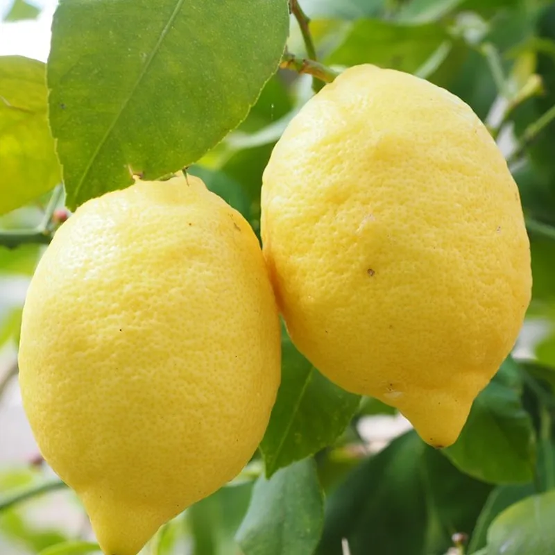 limone