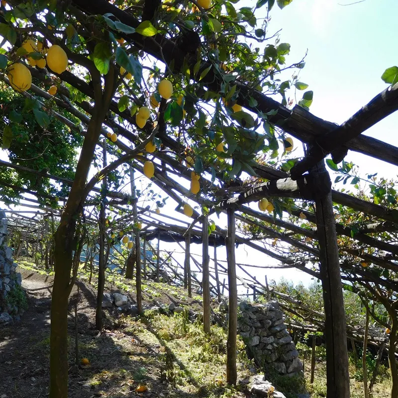 limone