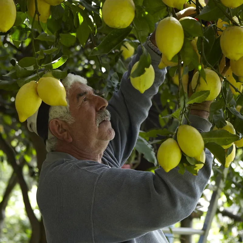 limone