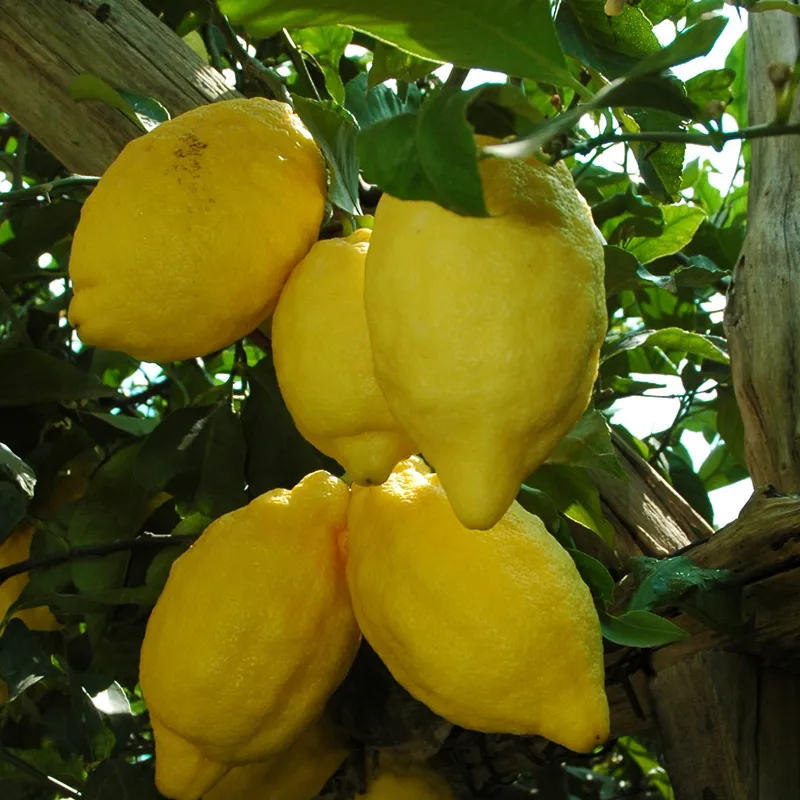 limone